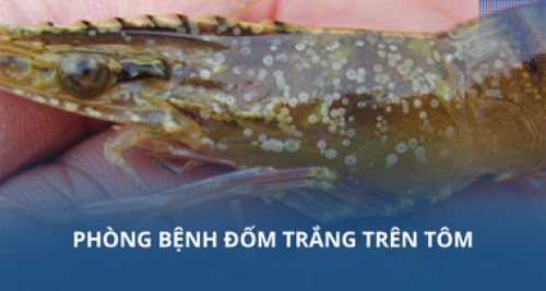 Phòng bệnh đốm trắng trên tôm